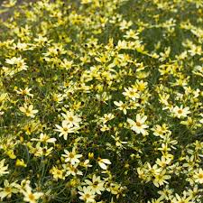 Image result for Coreopsis