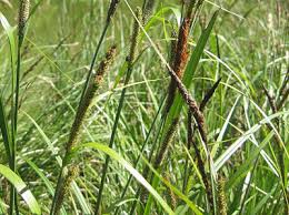 Attēlu rezultāti vaicājumam “Carex riparia”