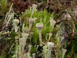Attēlu rezultāti vaicājumam “Cladonia fimbriata”