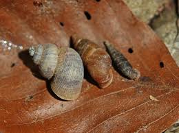 Attēlu rezultāti vaicājumam “Ena montana”