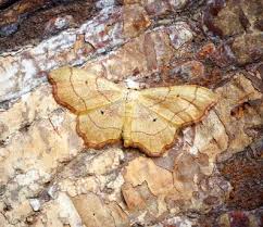 Attēlu rezultāti vaicājumam “Idaea emarginata”