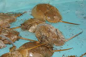 Image result for Limulus polyphemus