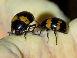 Attēlu rezultāti vaicājumam “Diaperis boleti”