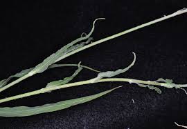 Attēlu rezultāti vaicājumam “Tragopogon pratensis subsp. pratensis leaf”