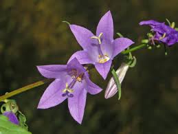 Image result for Campanula rapunculoides