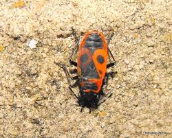 Attēlu rezultāti vaicājumam “Corizus hyoscyami imago”