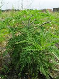 Attēlu rezultāti vaicājumam “Ambrosia artemisiifolia”