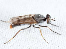 Attēlu rezultāti vaicājumam “Therevidae larva”