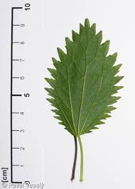 Attēlu rezultāti vaicājumam “Urtica urens leaf”