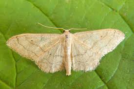 Attēlu rezultāti vaicājumam “Idaea aversata”