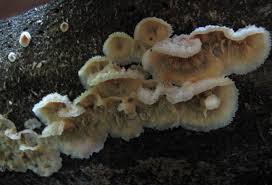 Attēlu rezultāti vaicājumam “Phlebia tremellosa”