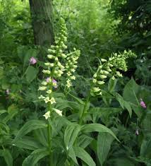 Image result for Digitalis lutea