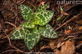 Attēlu rezultāti vaicājumam “Goodyera repens fruit”