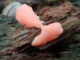 Attēlu rezultāti vaicājumam “Tubifera magna”