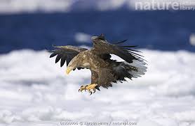 Attēlu rezultāti vaicājumam “Haliaeetus albicilla adult”