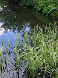 Attēlu rezultāti vaicājumam “Glyceria maxima”