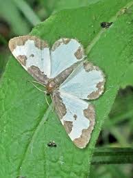 Attēlu rezultāti vaicājumam “Lomaspilis marginata”