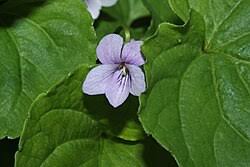 Attēlu rezultāti vaicājumam “Viola palustris”
