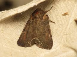 Attēlu rezultāti vaicājumam “Lacanobia suasa”