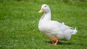 Image result for Aylesbury Ducks Sub Aqua Club
