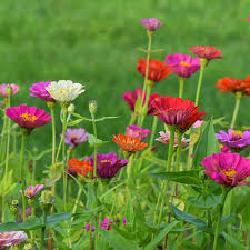 Image result for Zinnia elegans