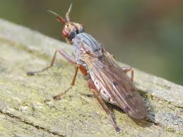 Attēlu rezultāti vaicājumam “Sciomyzidae”