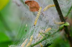 Attēlu rezultāti vaicājumam “Yponomeuta malinellus / cagnagella imago”