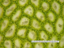 Attēlu rezultāti vaicājumam “Jungermannia hyalina”