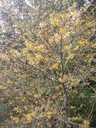 Attēlu rezultāti vaicājumam “Hamamelis virginiana”