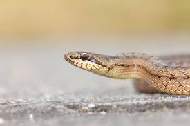 Attēlu rezultāti vaicājumam “Coronella austriaca”