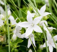 Image result for Campanula affinis