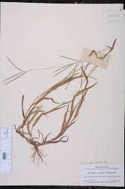 Attēlu rezultāti vaicājumam “Digitaria ischaemum”