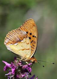 Attēlu rezultāti vaicājumam “Argynnis laodice male”