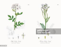 Attēlu rezultāti vaicājumam “Cardamine amara leaf”