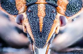 Attēlu rezultāti vaicājumam “Graphosoma lineatum nymph”