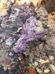 Attēlu rezultāti vaicājumam “Trichaptum abietinum”