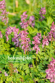 Attēlu rezultāti vaicājumam “Corydalis cava flower”