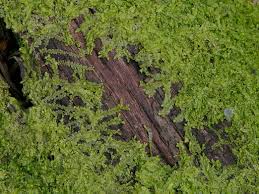 Attēlu rezultāti vaicājumam “Lophocolea minor”