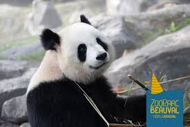 Résultat de recherche d'images pour "pandas"