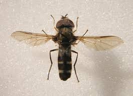 Attēlu rezultāti vaicājumam “Lycogala convexum macro”