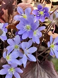 Attēlu rezultāti vaicājumam “Hepatica nobilis bud”