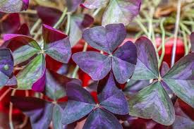 Attēlu rezultāti vaicājumam “Oxalidaceae”