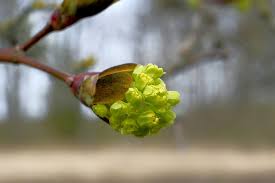 Attēlu rezultāti vaicājumam “Acer platanoides bud”