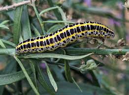 Attēlu rezultāti vaicājumam “Calophasia lunula larva”