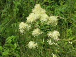 Attēlu rezultāti vaicājumam “Thalictrum lucidum”