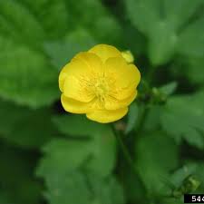 Attēlu rezultāti vaicājumam “Ranunculus repens flower”