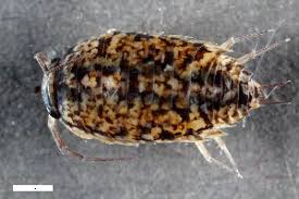 Attēlu rezultāti vaicājumam “Ligidium hypnorum”