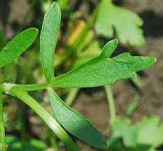 Attēlu rezultāti vaicājumam “Ranunculus sceleratus leaf”
