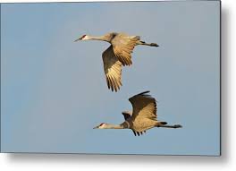 Image result for Grus canadensis