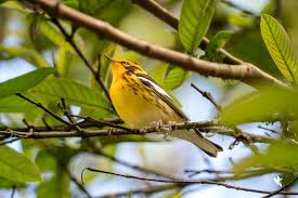 Image result for Dendroica fusca